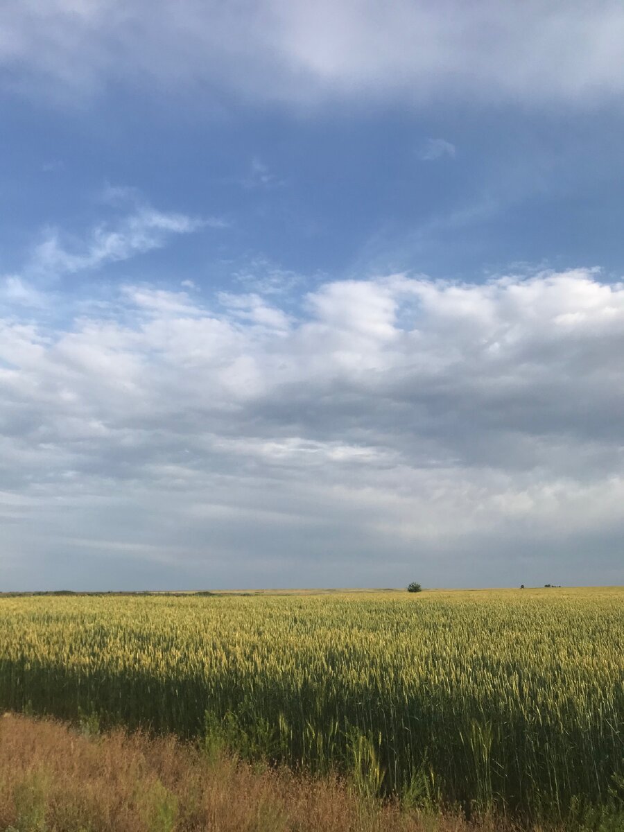 Бескрайняя степь 