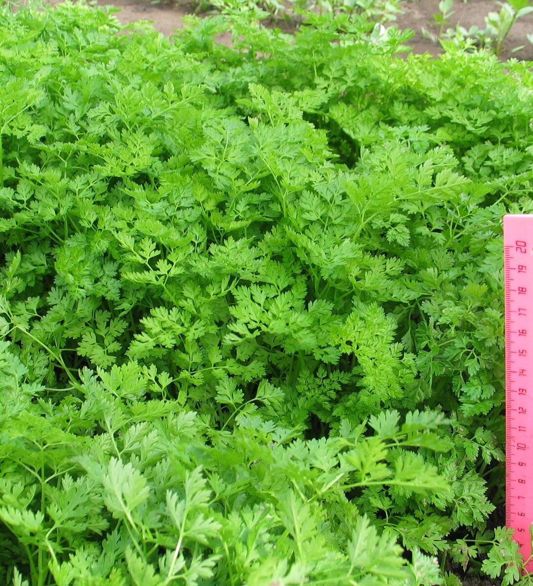 Кервель на сортоиспытательном участке СеДеК