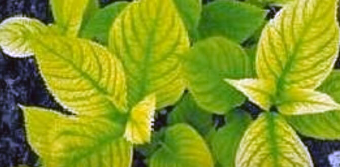 Хлороз у гортензии