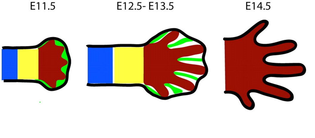 Развитие конечности путем апоптоза. Взято из курса В. А. Фуралева.