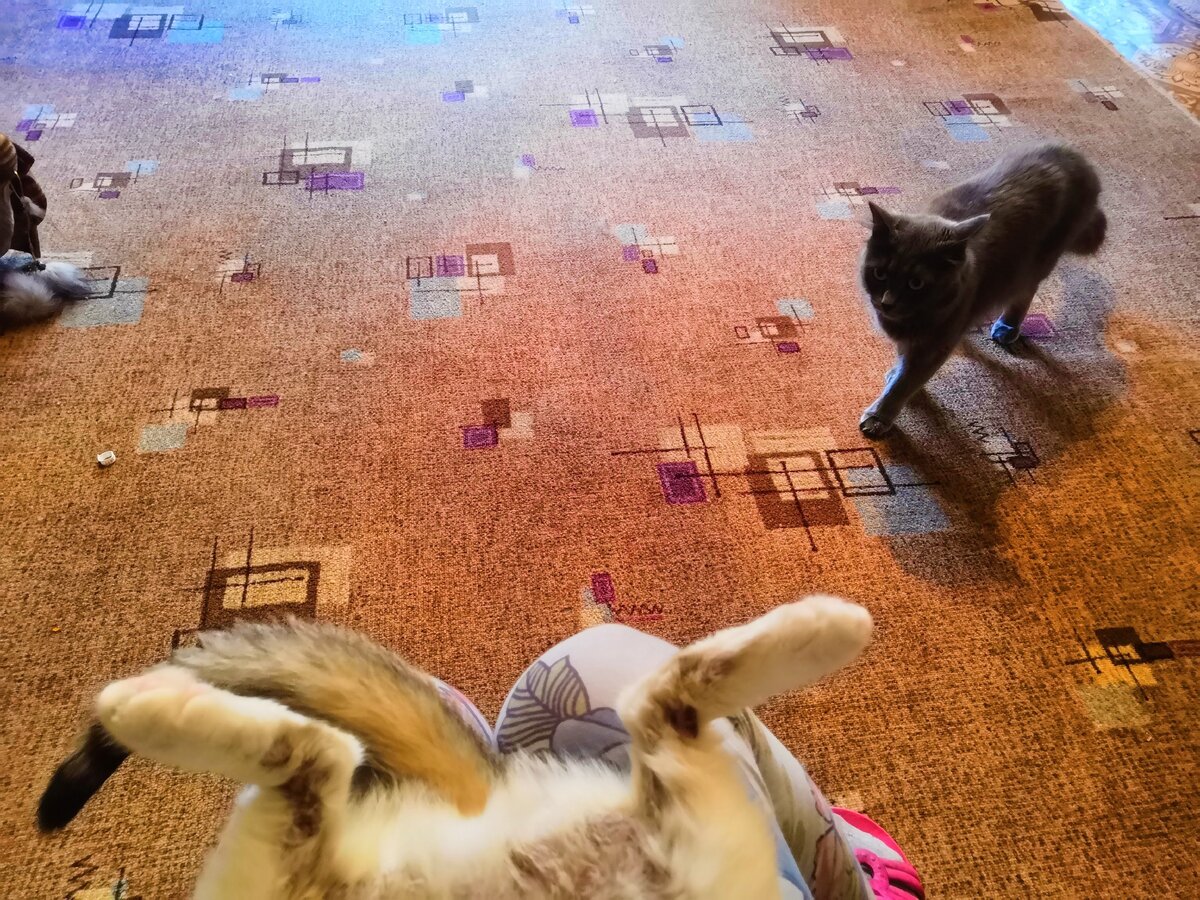 Проверяю Мусину пузяку, всё подсохло и покрылось пухом.