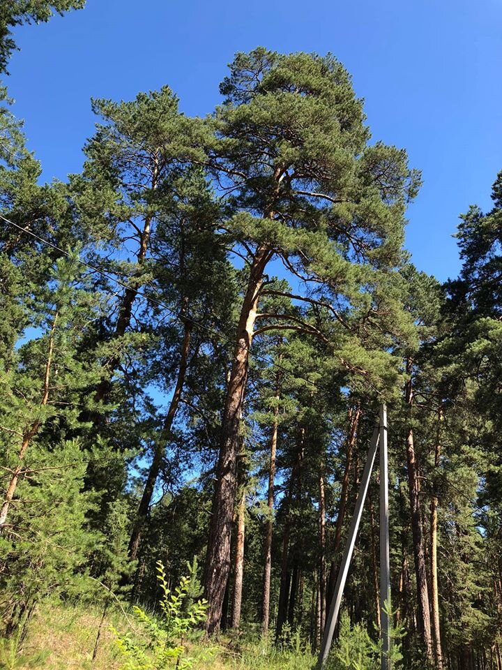 сосновый бор бузулук. лесное борского района самарской. сосновый лес самара. жигулёвский заповедник березовый лес. тольятти губерния лес.