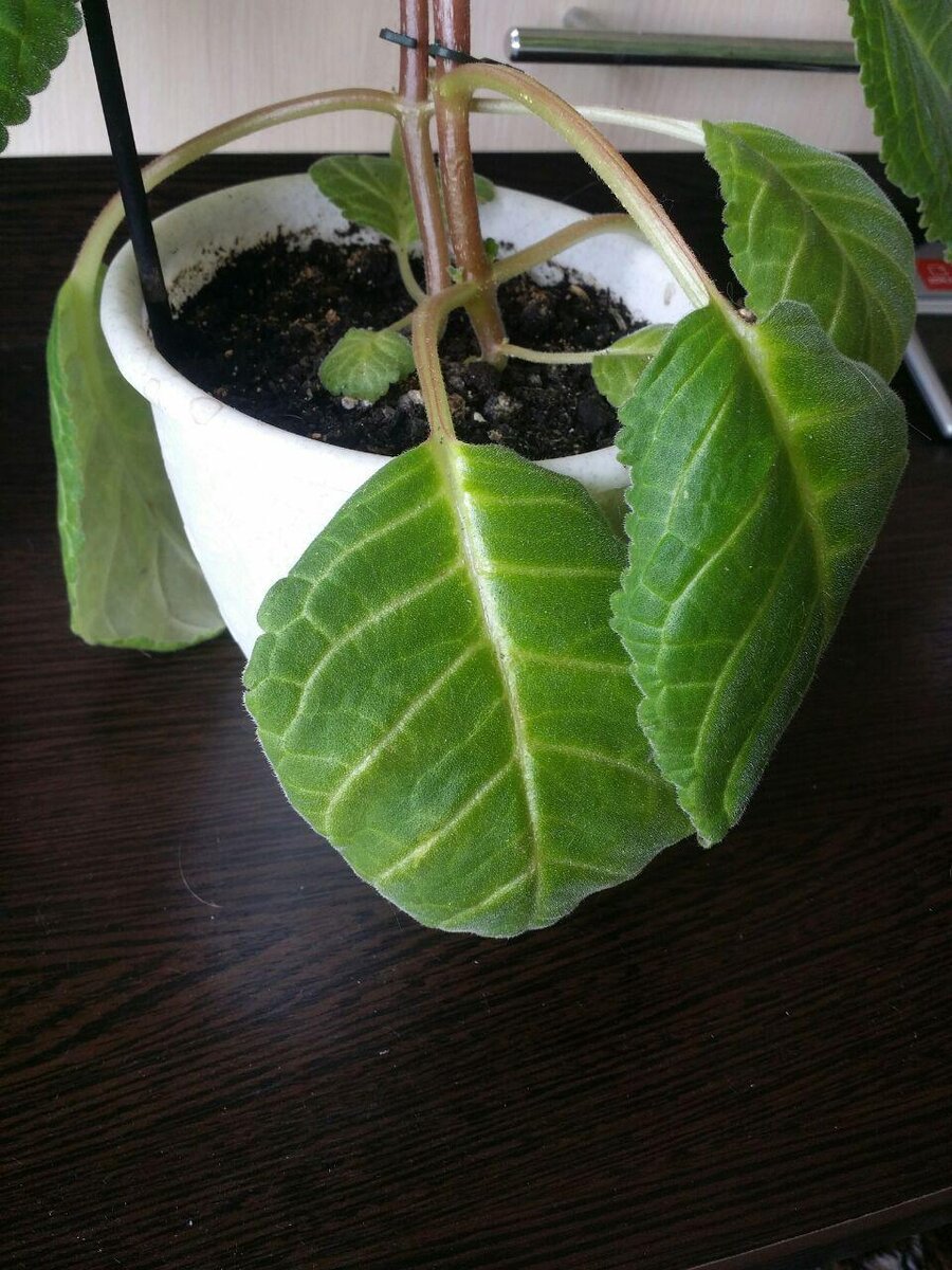 У меня высокорослая глоксиния. Взрослый экземпляр достигает 40- 45 см в длину. 