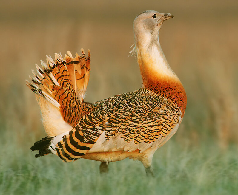 Ну, разве это не чудо? (фото из открытых источников)