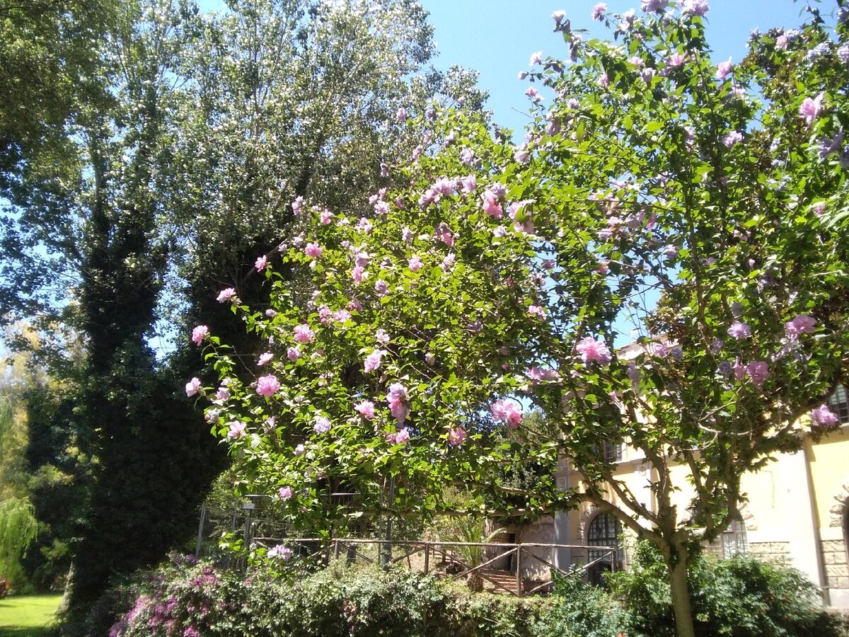 Вилла Аделе, в парке. Фото из личной коллекции.