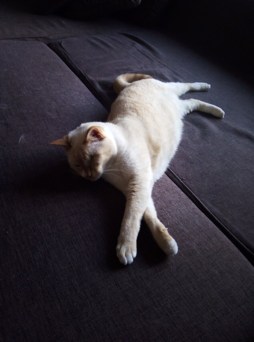 Ах эти коты! 