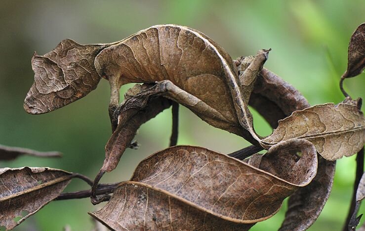 №6. Фантастический листохвостый геккон (лат. Uroplatus phantasticus)