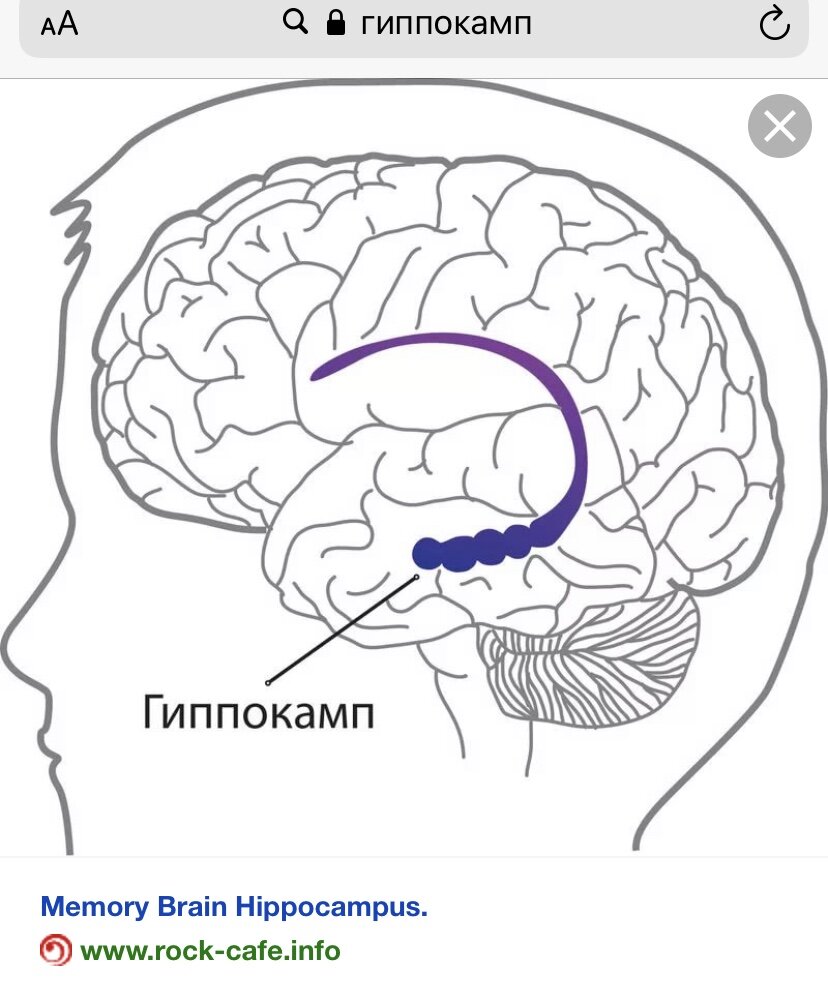 Что такое гиппокамп. Функции гиппокампа головного мозга. Что такое гиппокамп. Что такое гиппокамп. Гиппокамп и гипоталамус.