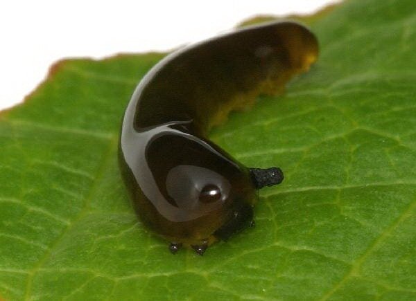 Вишневый  слизистый пилильщик. Фото из сети интернет используется многими сайтами. Автора не нашла.