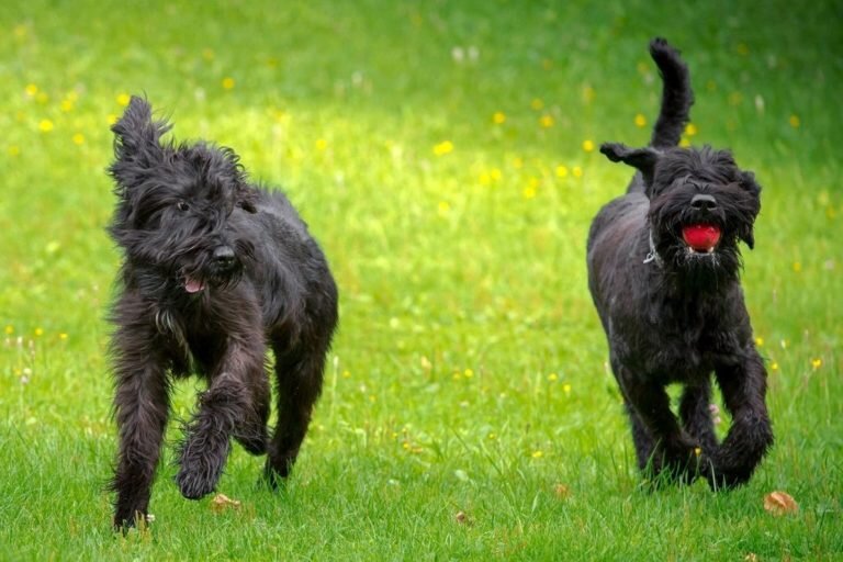 У этой породы очень хорошая память они лучшие поисковики и охотники