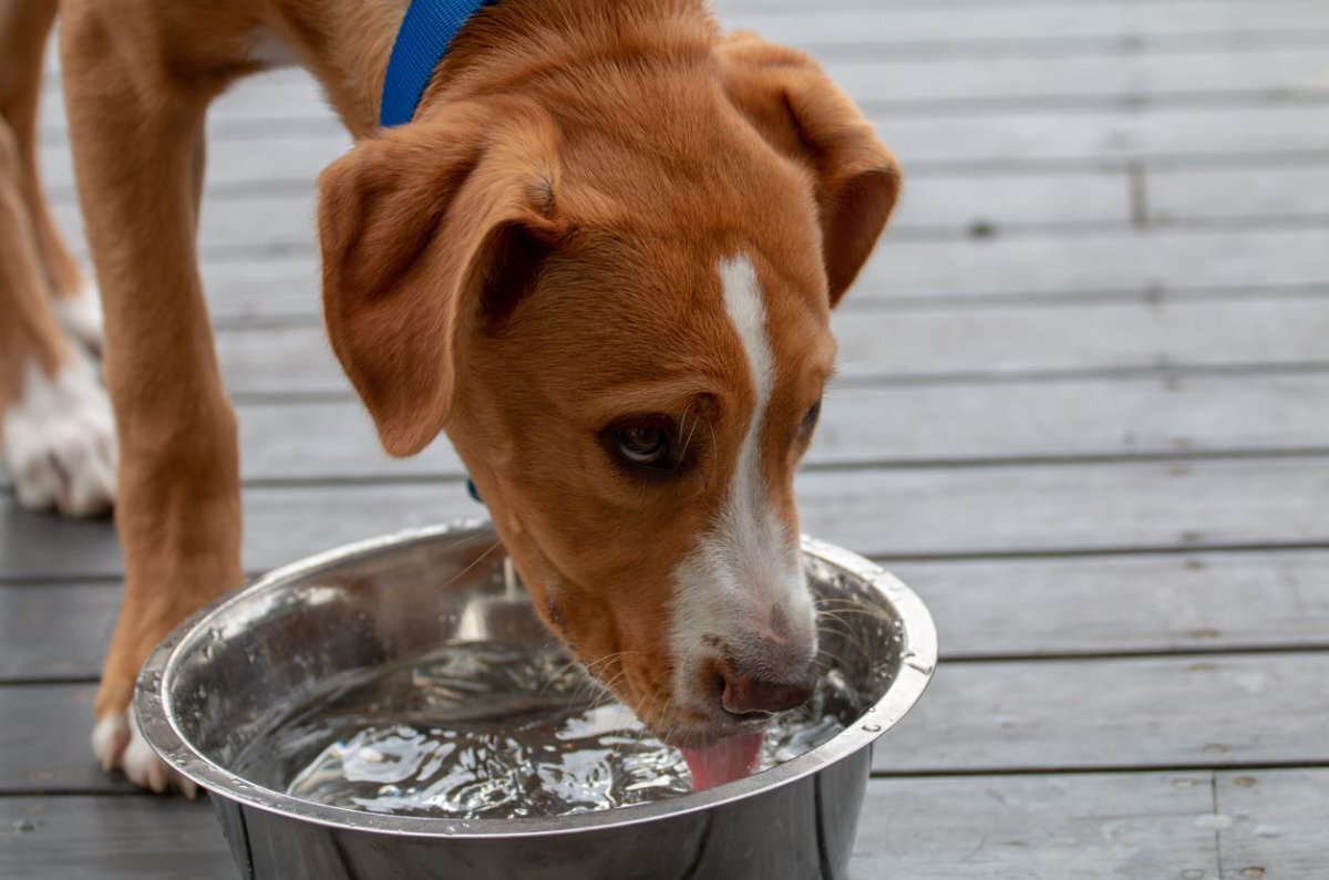Dogs Drink Water. Щенок много пьет