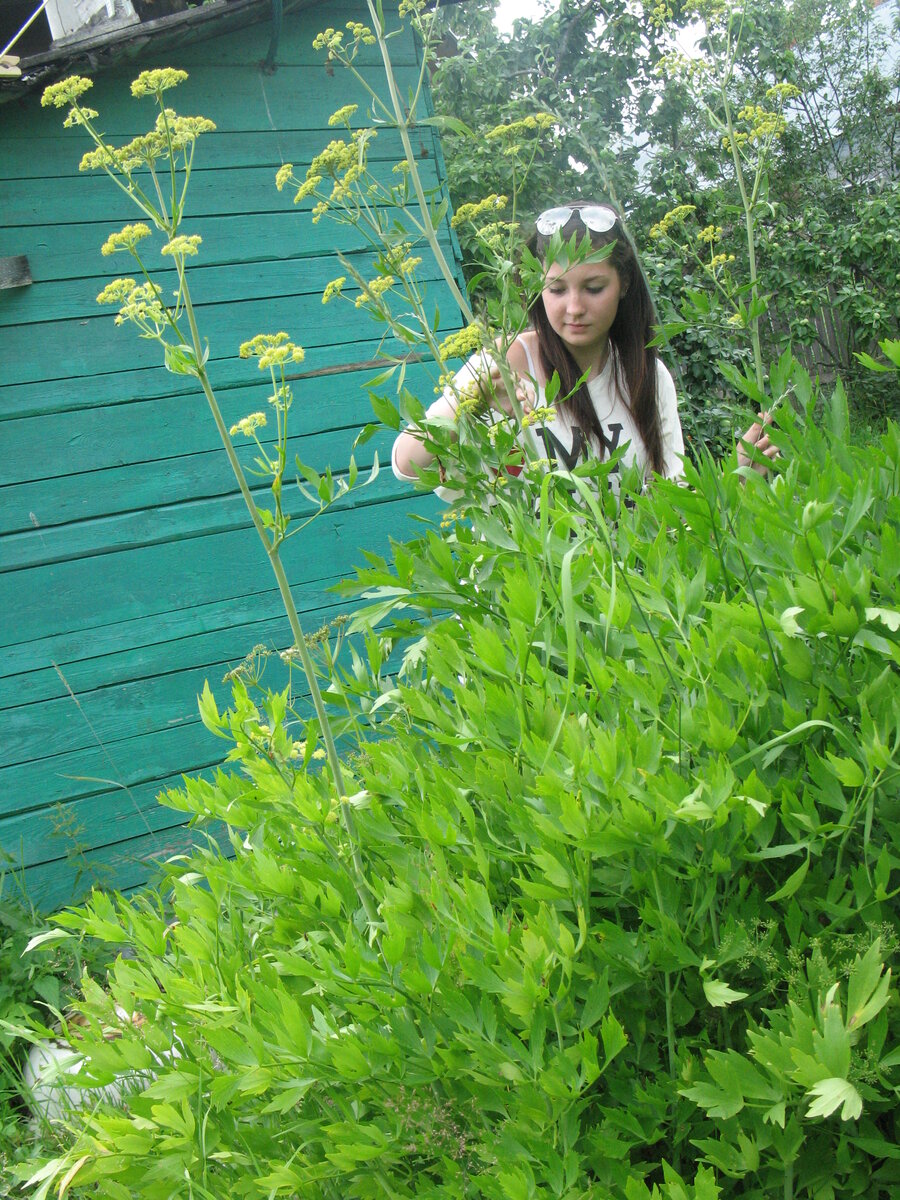 Это фото сделано десять лет назад, моя внучка давно выросла и на даче появляется редко, а куст и поныне там.