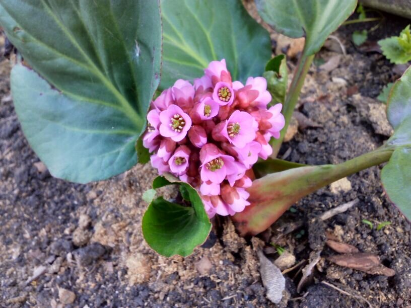 Цветет мой бадан, май