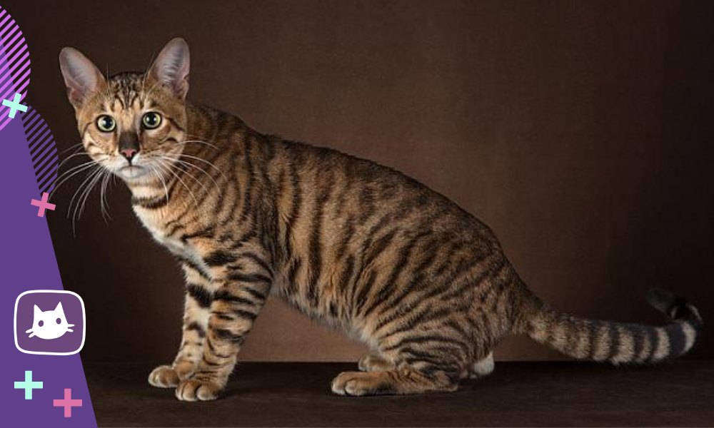 😺😸Тойгер и бенгальская кошка — есть ли разница | Нос, хвост, лапы | Дзен