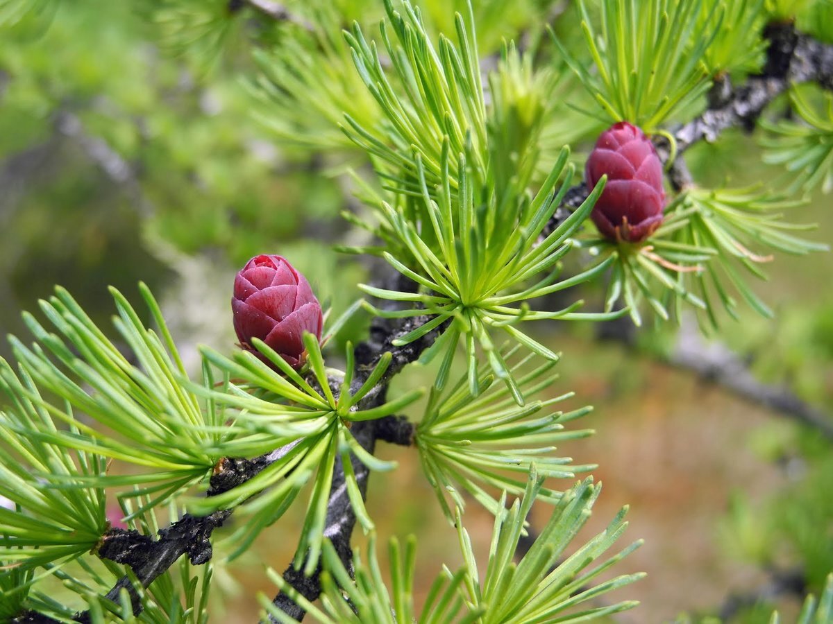 Лиственница обыкновенная. Лиственница Сибирская Larix sibirica. Лиственница европейская обыкновенная. Лиственница Сибирская Бригантина. Лиственница европейская Larix decidua.