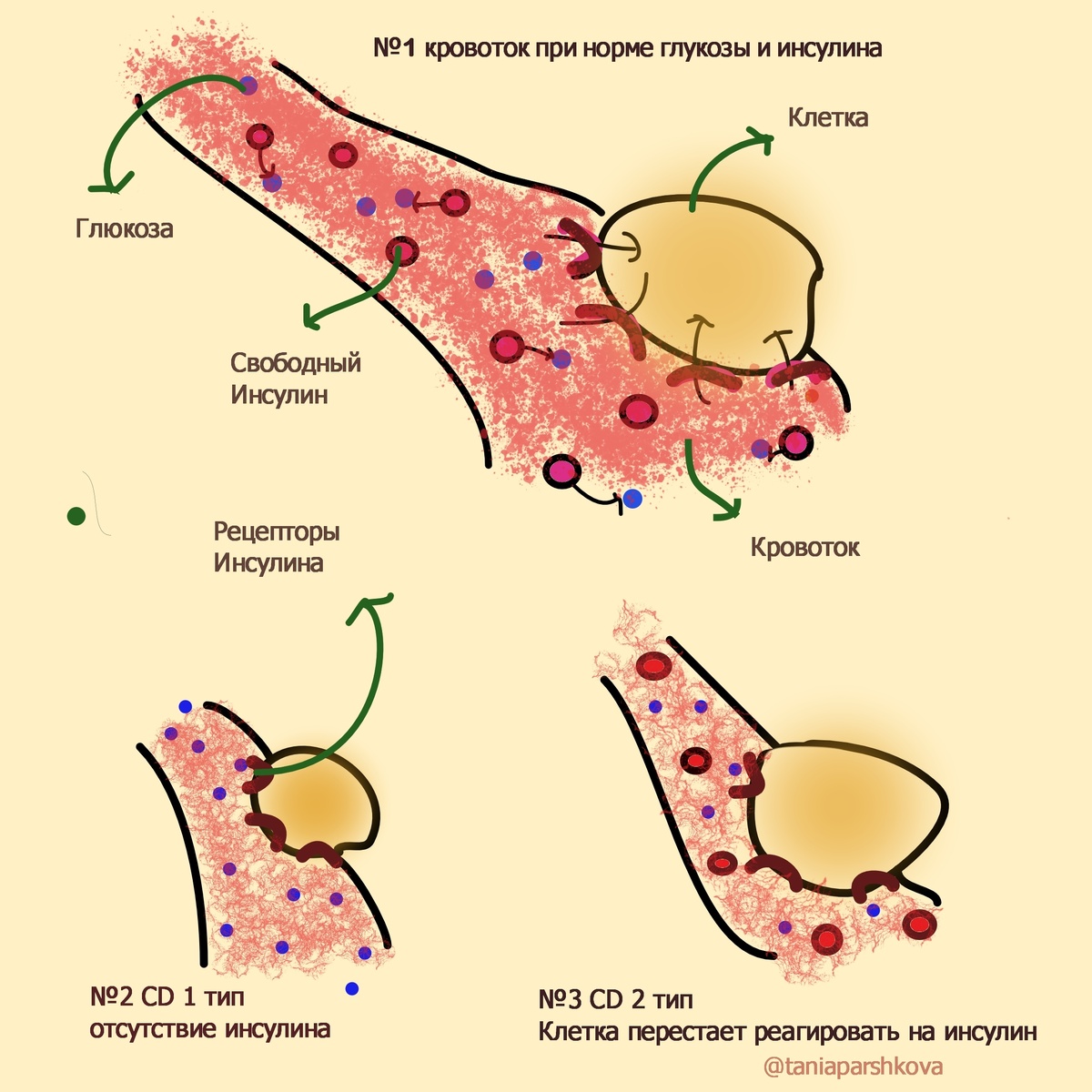 На рисунке схематично изображен кровоток и жировая клетка - адипоцит.