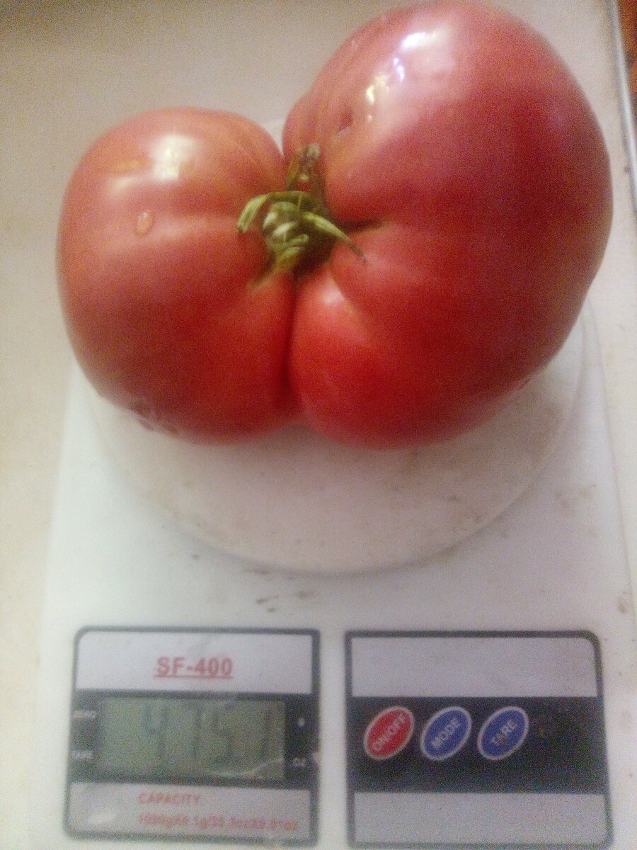 фото автора ( прошу прощения за качество фото) Мой рекордсмен пока что)