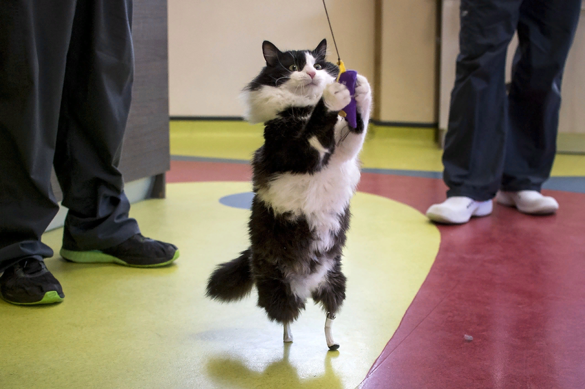 протезы для кошек задняя лапа. кот итальянец. протезы для кошек. протезы для кошек. кошки инвалиды.