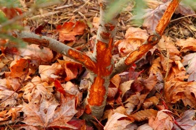Зайцы погрызли яблоню