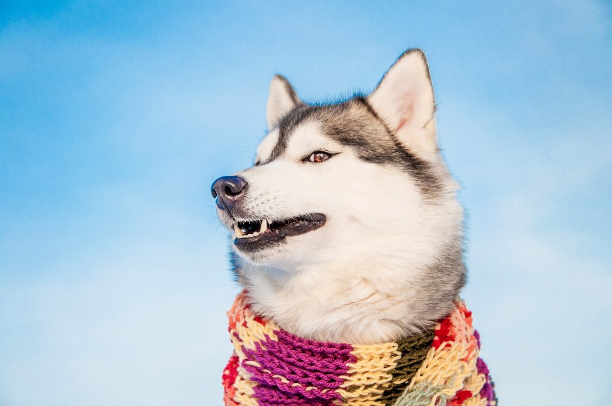 Наташкины зубки🧡