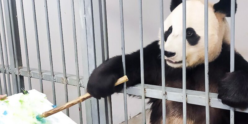 Панда Диндин в Московском зоопарке