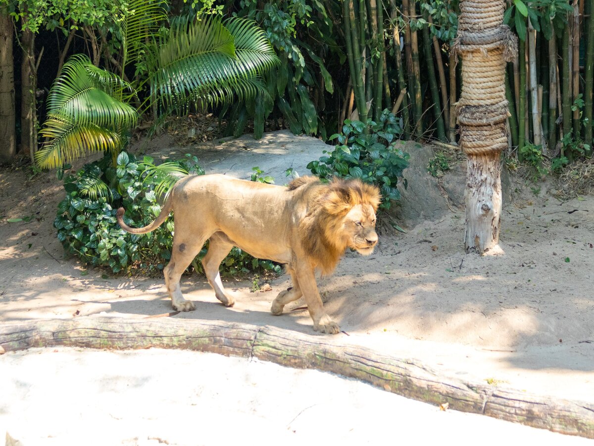 Тоже часть представления