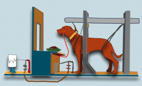 Выработка условного рефлекса у собаки