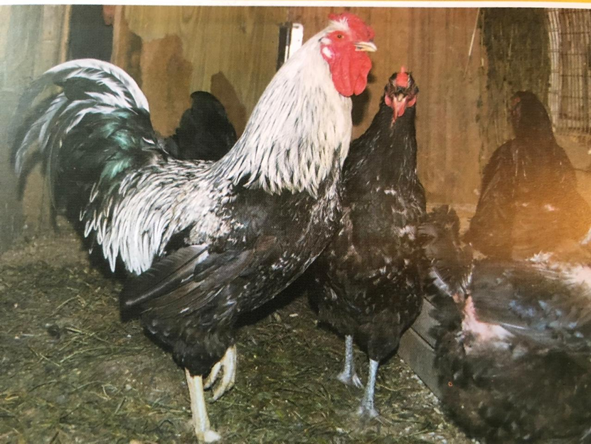 Петух и курица  породы Юрловская голосистая из нашего птичьего двора