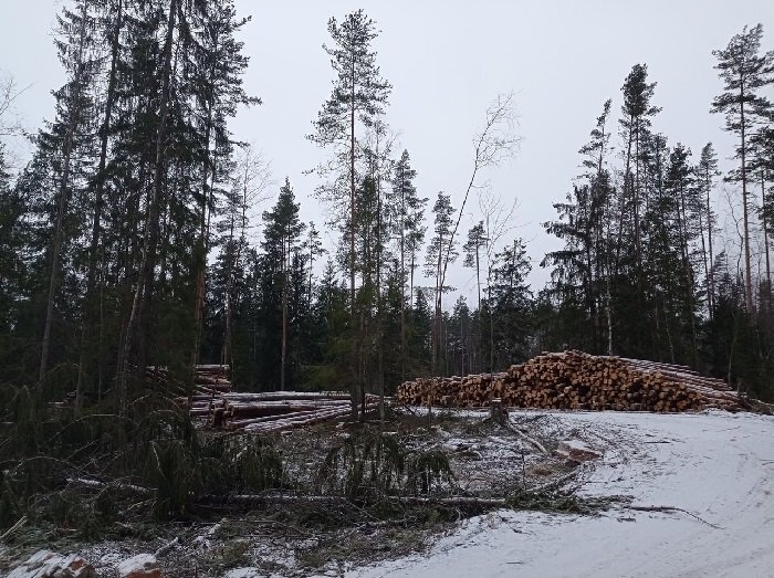 Вырубка леса на Высокинском озере. Фото движения #stopport