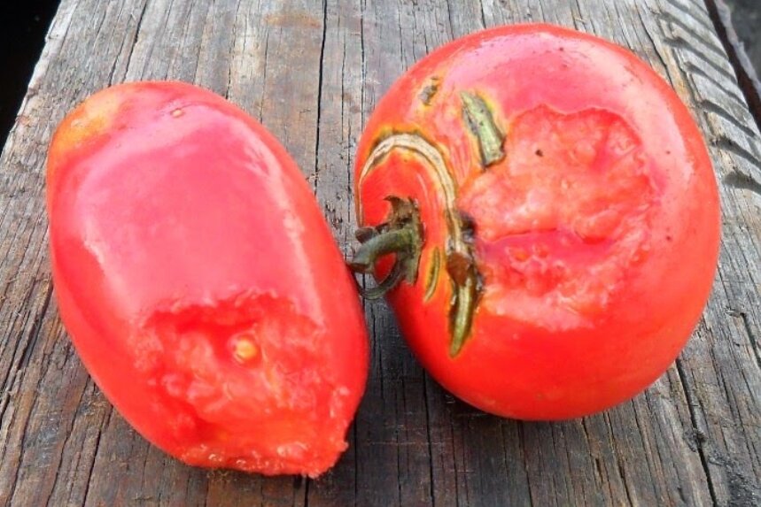 Мышь помидор метро помощь подобрать. Обсосанный помидор. Помидоры выедает. Трипсы на плодах томата. Дыры в плодах томатов.