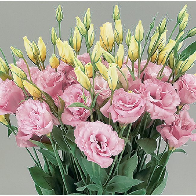 Фото из свободного источника