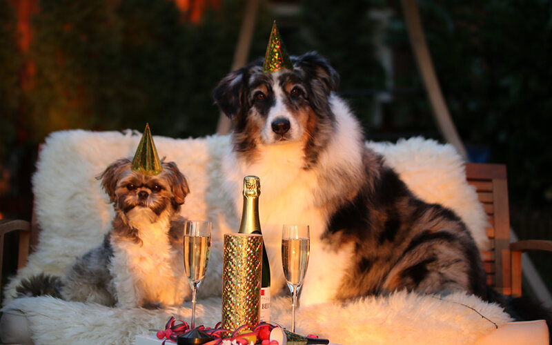 Раз уж угощение со стола неминуемо, сделайте его хотя бы максимально безопасным. Фото markito/Pixabay 