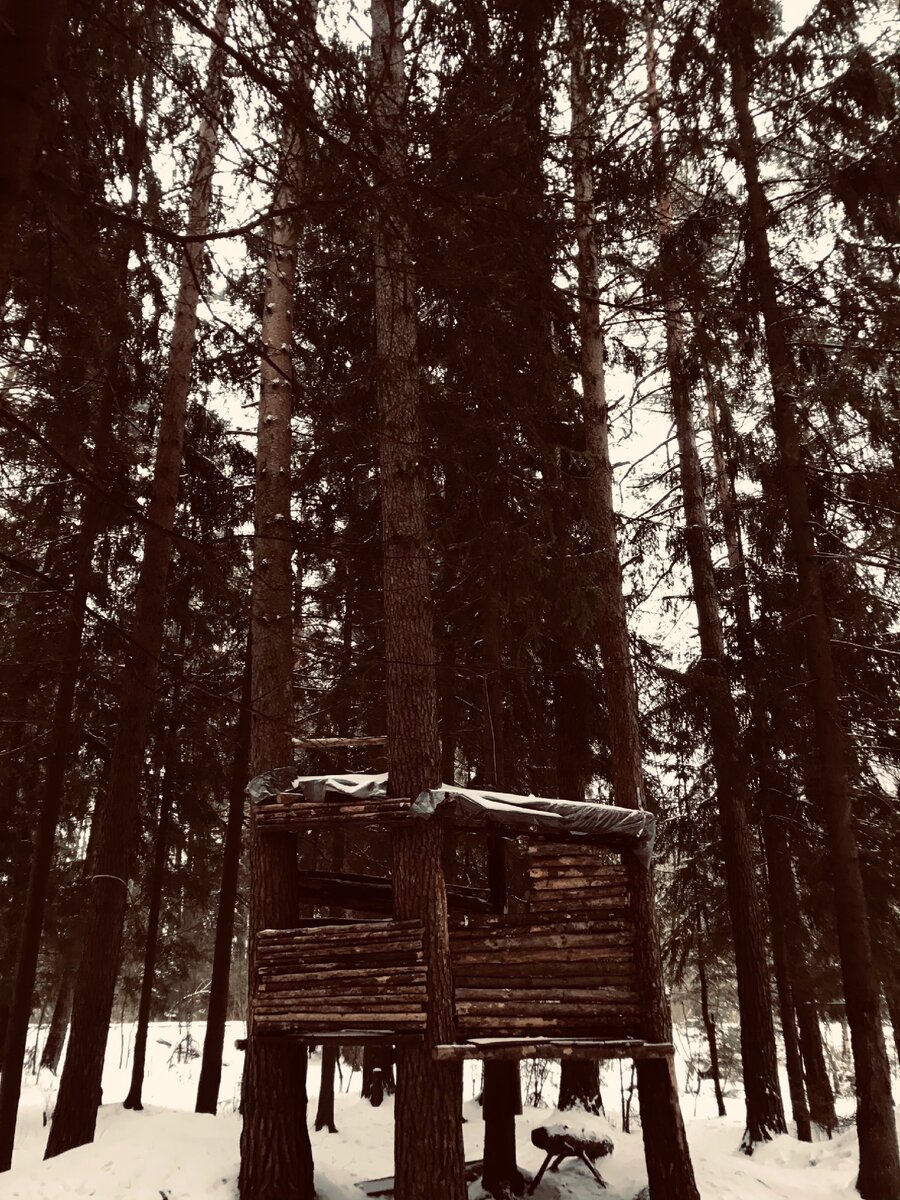 Лес в Нахабино 