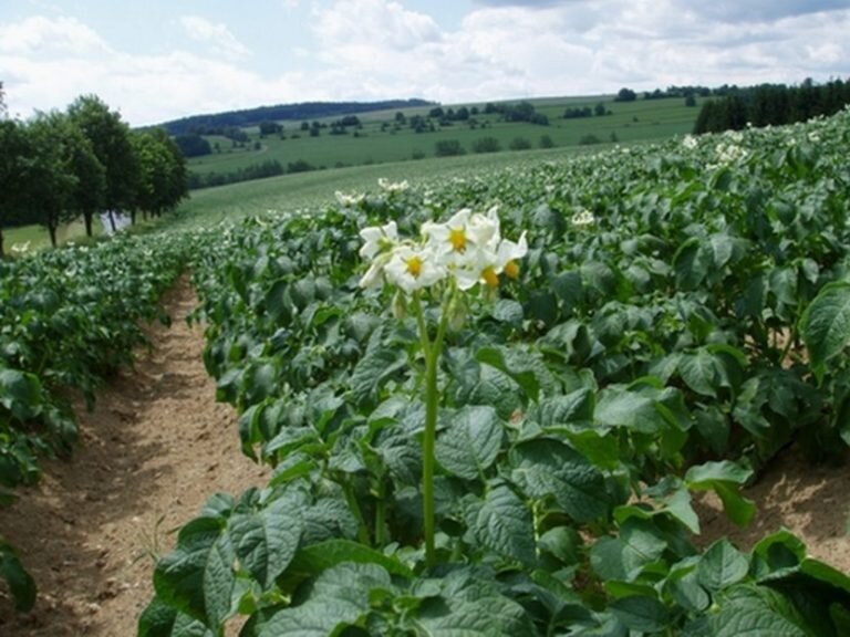 РОДНОЕ ПОЛЕ.