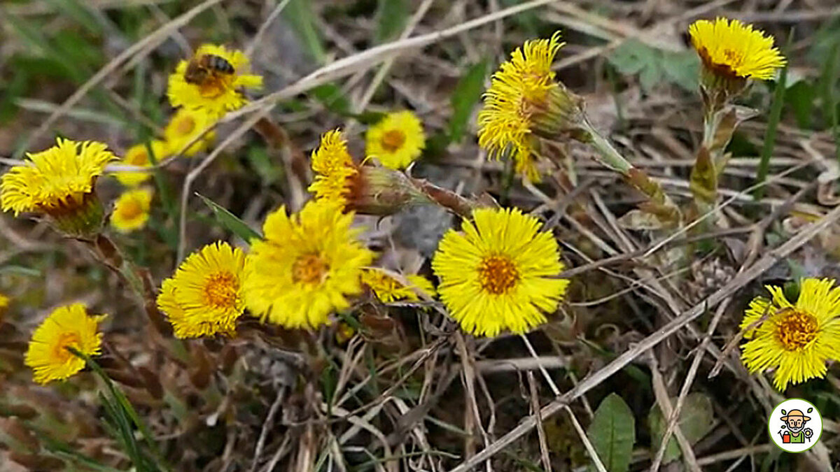 Цветёт мать-и-мачеха
