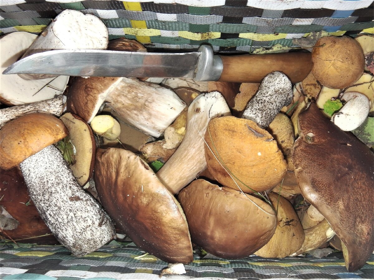 Грибы. Фото автора 