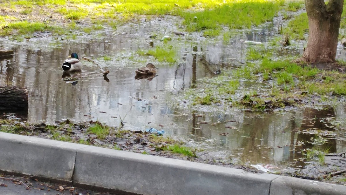 Вот так я первый раз увидела пару уток во дворе.