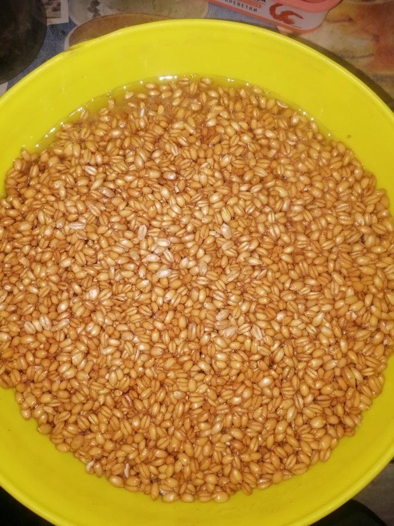 Пшеница спустя три дня