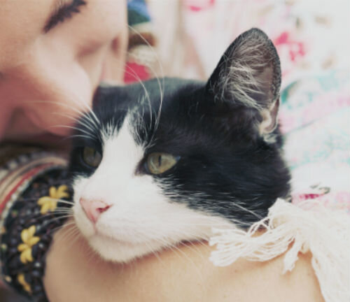 Остеопороз у кошек: причины, симптомы, лечение