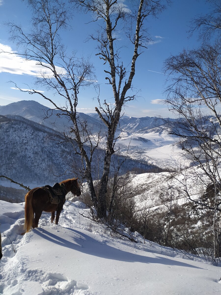 Кони на вершине горы