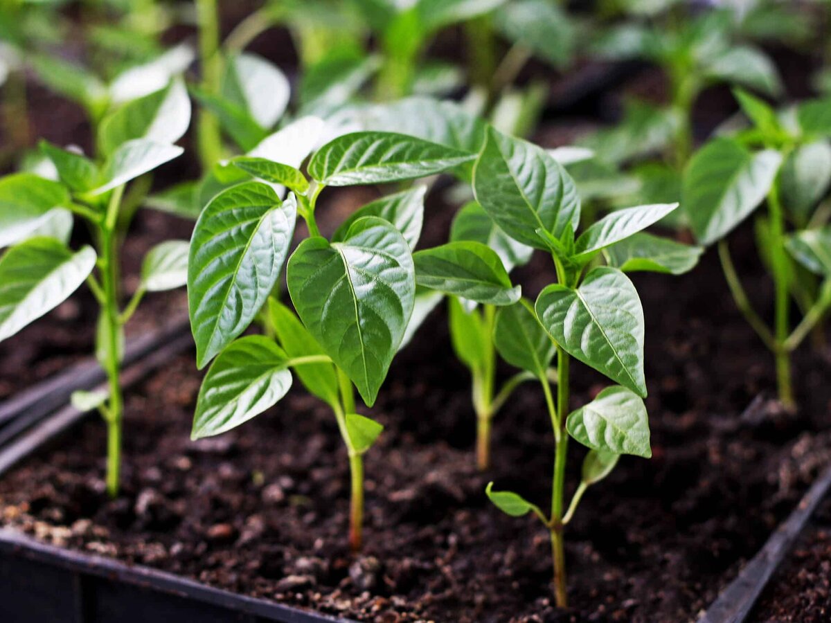 Фото: harvesttotable.com