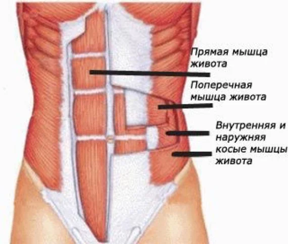 Поперечная мышца живота анатомия. Прямая мышца живота. Прямые мышцы живота анатомия. Поперечная косая мышца живота.