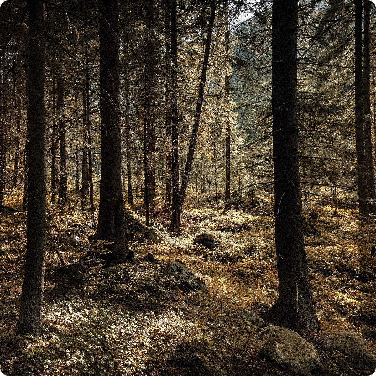 Photo by Martin Ciboch on Unsplash