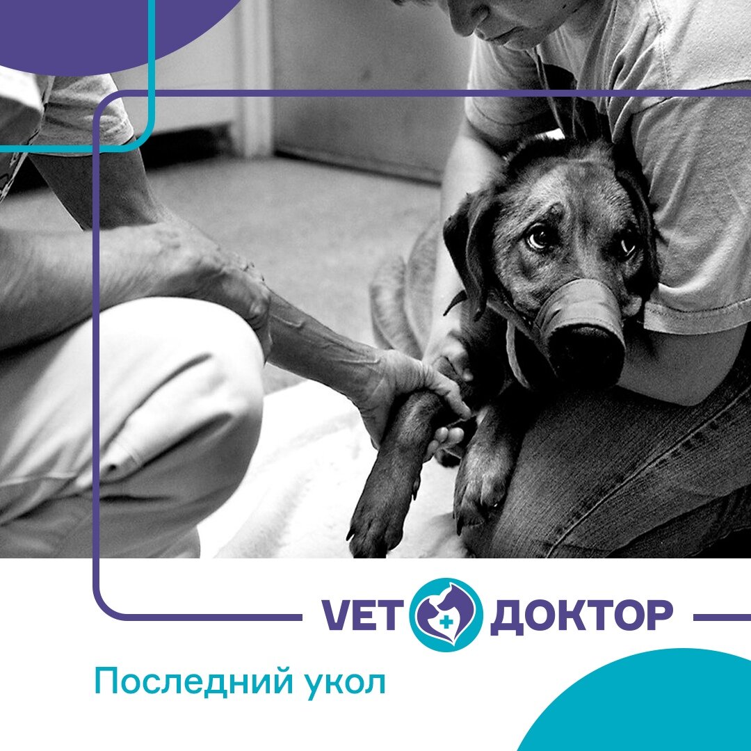 Они иногда звонят заранее. Камень на их сердце вынуждает говорить тихо и дождаться, когда в приемной никого не будет. Эта не та ситуация, когда хочется чтобы весь мир сопереживал с тобой. Нет. Не хочется никого видеть и слышать громкие звуки. Эзопов язык. Глаза, упорно смотрящие куда-то в угол. 
— Можете дать ему последний укол?

— Да, могу. Когда?

С такими людьми, как правило, все проходит быстро, тихо и прилично. Никто не желает шума, суеты и чем менее около нас помогающих, тем лучше для всех нас.

Но иногда случается наоборот. Особенно когда это случается неожиданно. Забыл привязать собаку, выезжал из гаража и сбил. Из-за угла вылетела кошка, лопнул карабин и полный сил молодой пёс влетел прямо под колеса. У соседей выскочил со двора их проклятый людоед (Говорил же им, сделать там новую защелку!) и одним укусом сломал позвоночник маленькому Тобику, который к тому же был на поводке.

Тогда в основном приезжает отец семейства и вот здесь надо вести себя вдвойне корректно и аккуратно. Неестественно бодрый и перевозбужденный мужчина, расказывающий, что был бы у него пистолет, он бы не стал тревожить женщину-врача в ее свободное время и сделал бы все сам… Эти бывают хуже всего. Они могут неожиданно упасть в обморок или бросить в вас умирающую собаку…

Или разрыдаться в истерике и тогда приходится сначала утешать их, а потом давать собаке наркоз и только потом, когда собака уснет, отпускать ее. Но сначала надо успокоить человека…

Или…

Нет, на меня никто никогда не нападал. Даже пара, которой я усыпила против их воли наполовину сгнившую и пол-года парализованную доберманку с давно умершими глазами. Но как будет вести себя человек, чья помощь ветеринару в этом «последнем уколе» просто необходима, я и за тридцать лет ветеринарной практики предсказывать не научилась.

Человек в стрессе непредсказуем. Но люди стараются. Стараются изо всех сил помочь и облегчить частичке души своей последний шаг в безмолвие. Потому что мы боимся. Сами боимся этого шага в неизвестность. Боимся, что нам никто не поможет. Боимся, что случится худшее и мы потеряем силы, волю, сознание, но будем жить на этой границе. Безнадежно жить, умерев наполовину. И никто не отпустит нас, не снимет с заколдованного крючка. Это всегда тяжело. Но только в России умеют это сделать еще тяжелее.

Да, я за разрешенную эвтаназию. Я за существование хосписов, где помогают безнадежно больным прожить их последний час без боли и уйти сохранив достоинство. Я за легальный выбор, когда уже нет выбора. И я против закрытых отделений реанимации, куда в России не пускают никого и человек умирает сам, брошенный и оторванный, наказанный еще и одиночеством.

Простите, у меня сегодня тяжелый день.

Все родные и друзья у меня в порядке, но вот так. Вырвалось.
