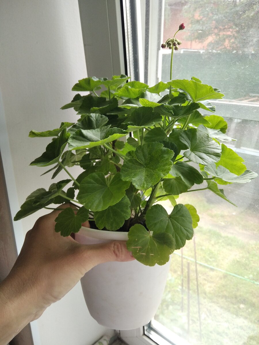 Красный безымянный розебуд. Его листву прореживала немного - листьев было столько, что они мяли друг друга. 