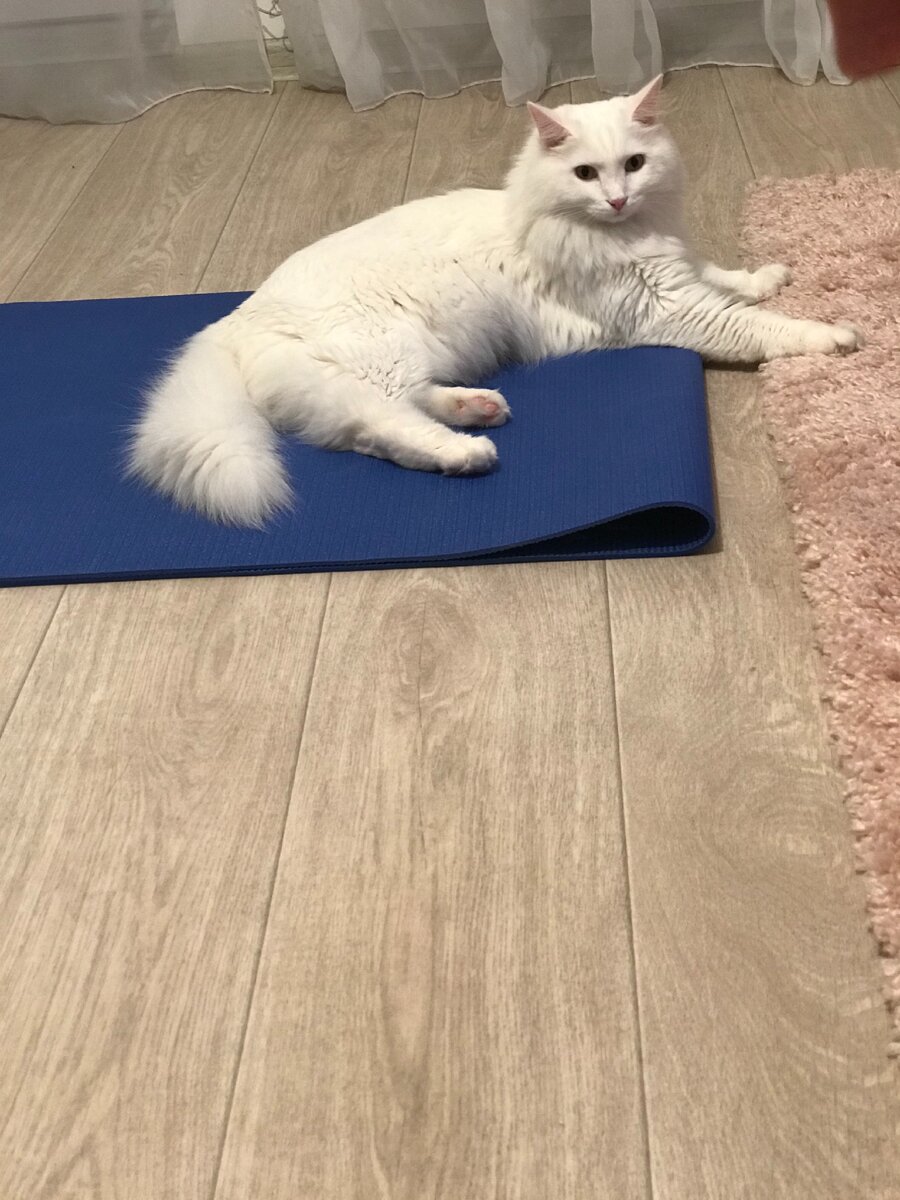 Спортивный кот