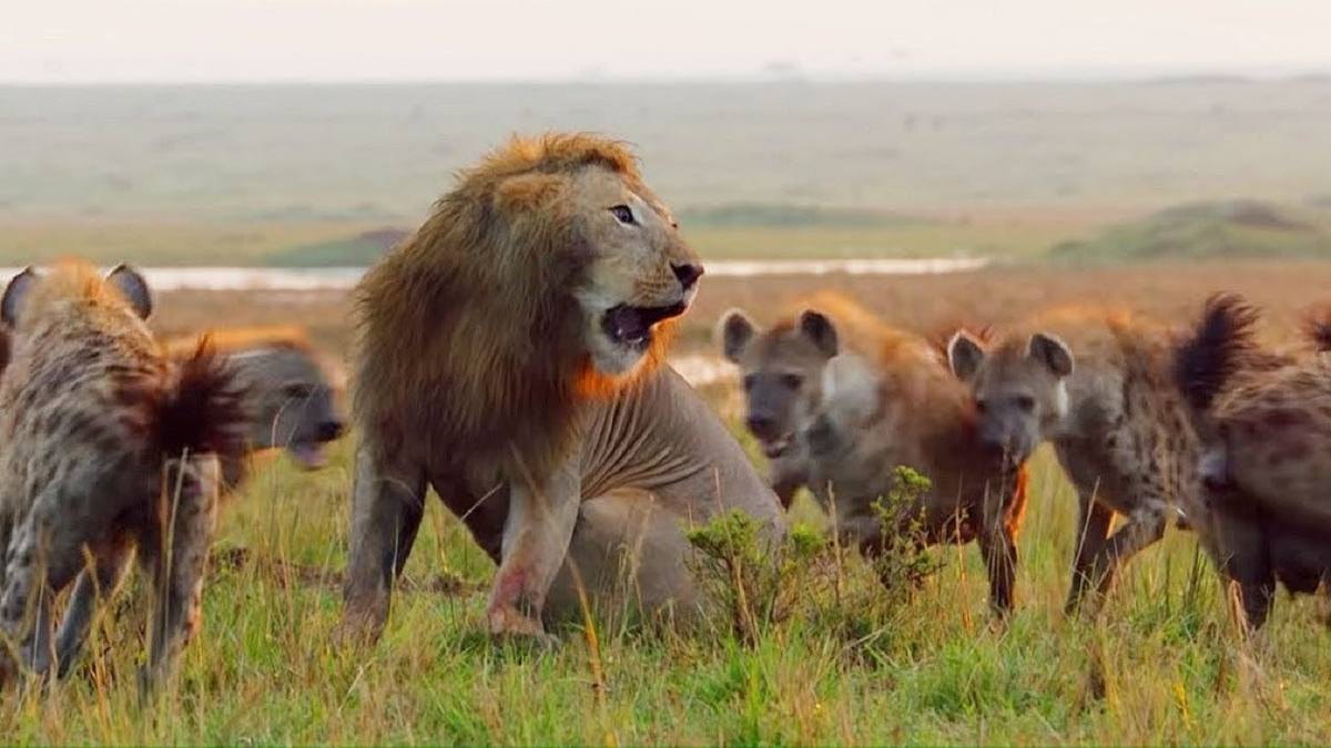 Отношения между львами и гиенами