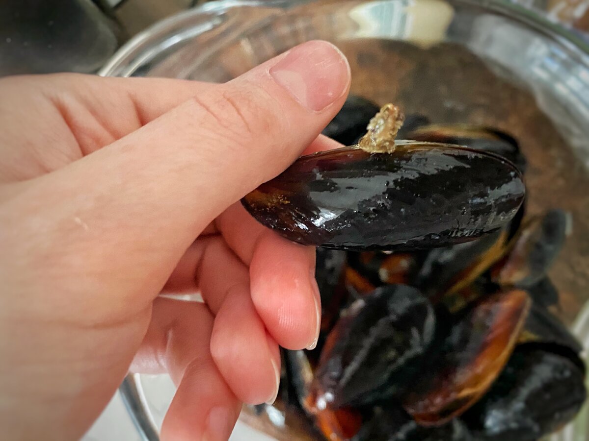 Сколько размораживать мидии. Сколько размораживать мидии. Сколько размораживать мидии. Мидии на сковородке. Agama мидии в створках в собственном соку 450 г.