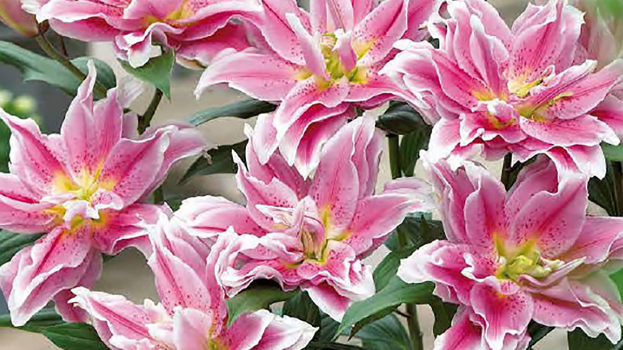 Лилия Роузлили Наталия, восточный гибрид, высотой до 100 см, диаметр цветка 21 см, обладает сильным ароматом.