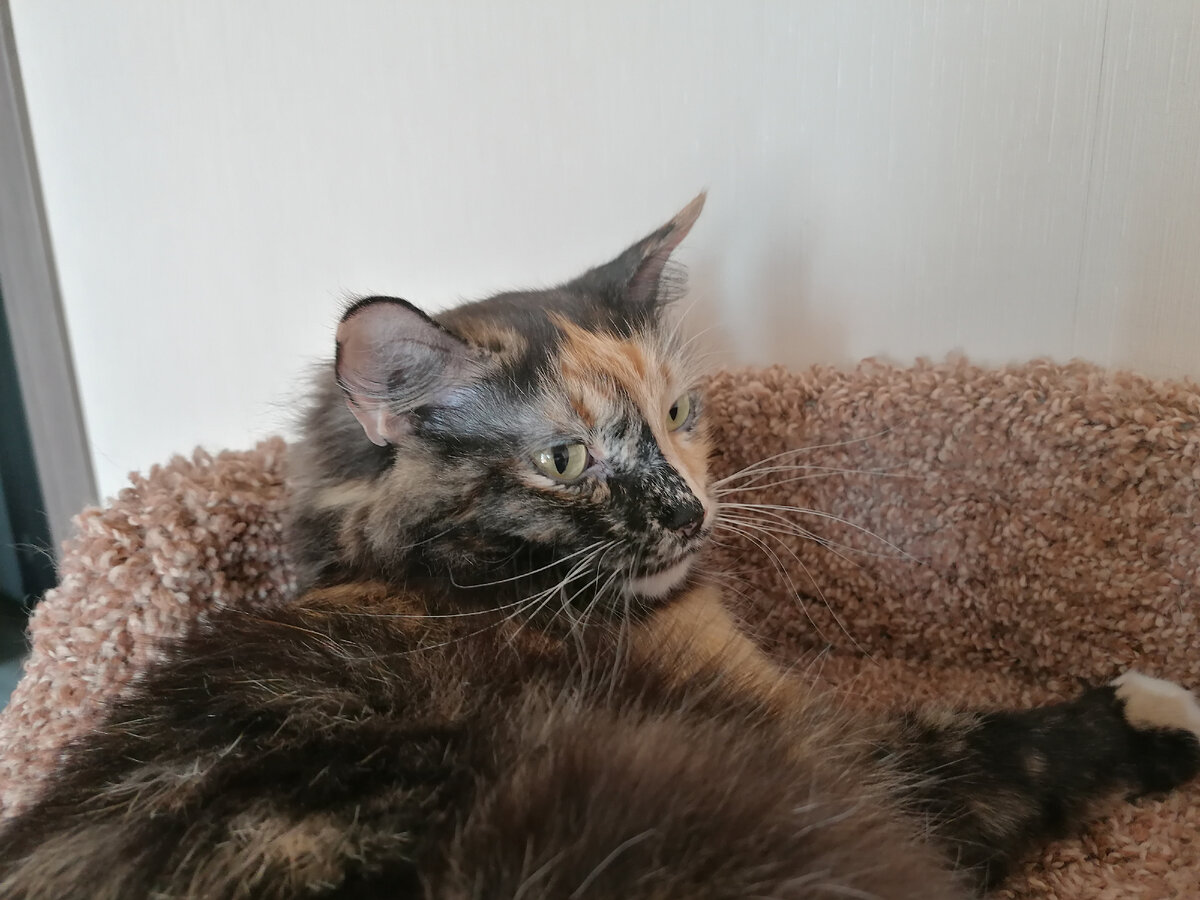 Взгляд , полный укоризны